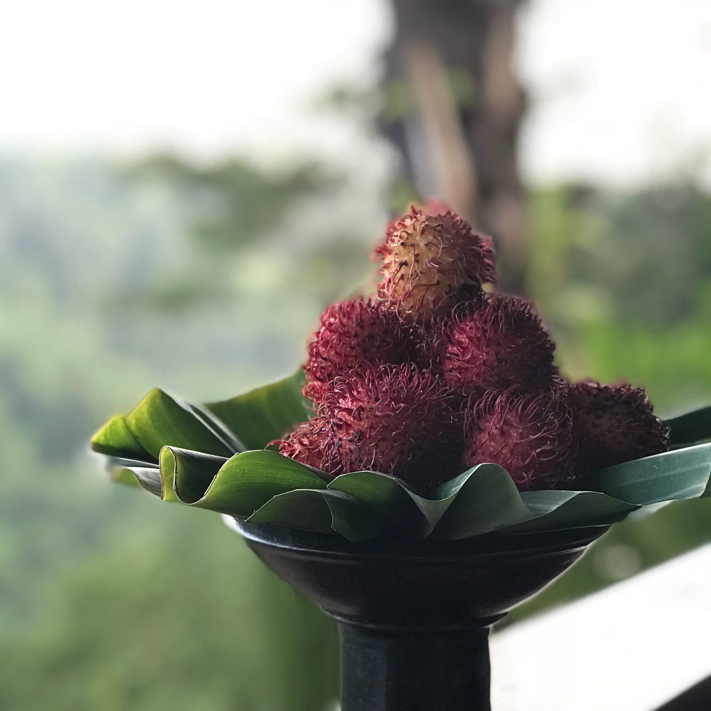 Rambutan Retinol Alternative Serum