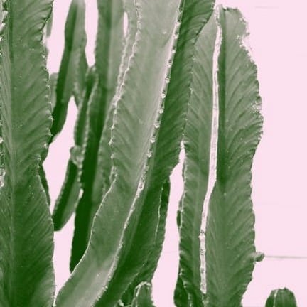 Cactus Water Serum