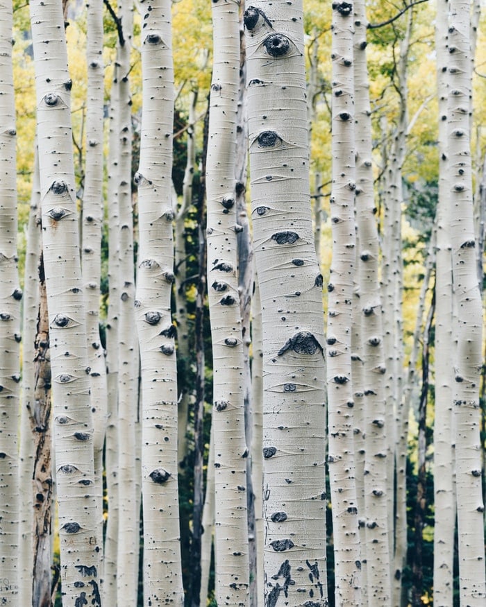 Birch Water Essence